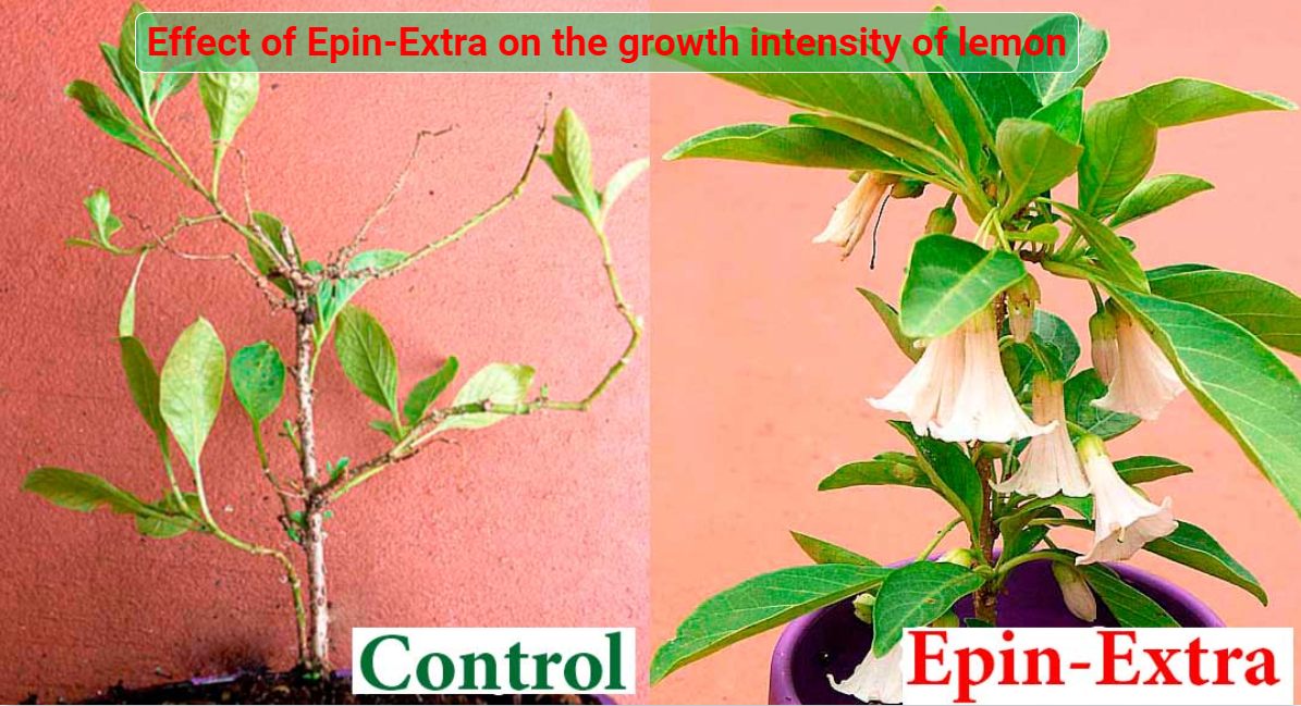 Effect of Epin-Extra  on the growth intensity of lemon