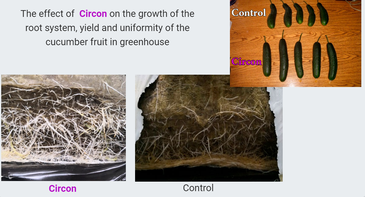 The effect of  Circon on the growth of the root system, yield and uniformity of the cucumber fruit in greenhouse