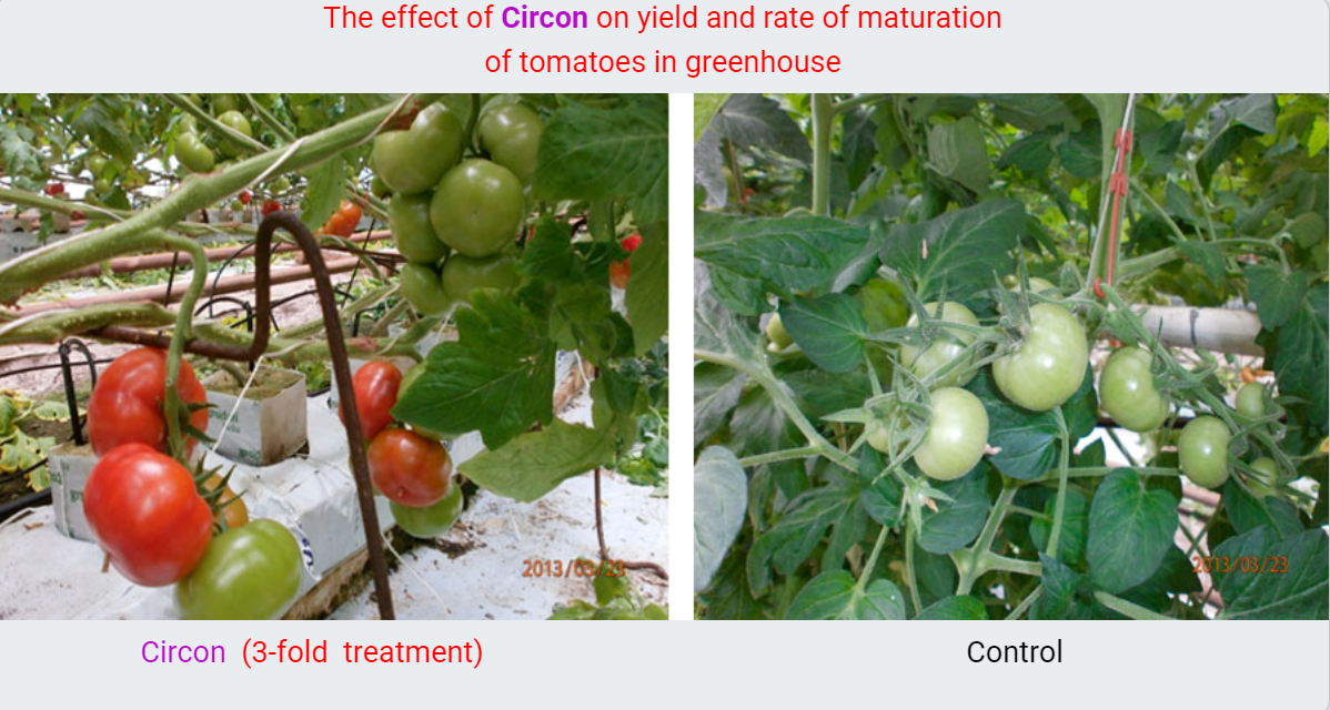 The effect of Circon on  yield and rate of maturation of tomatoes in greenhouse